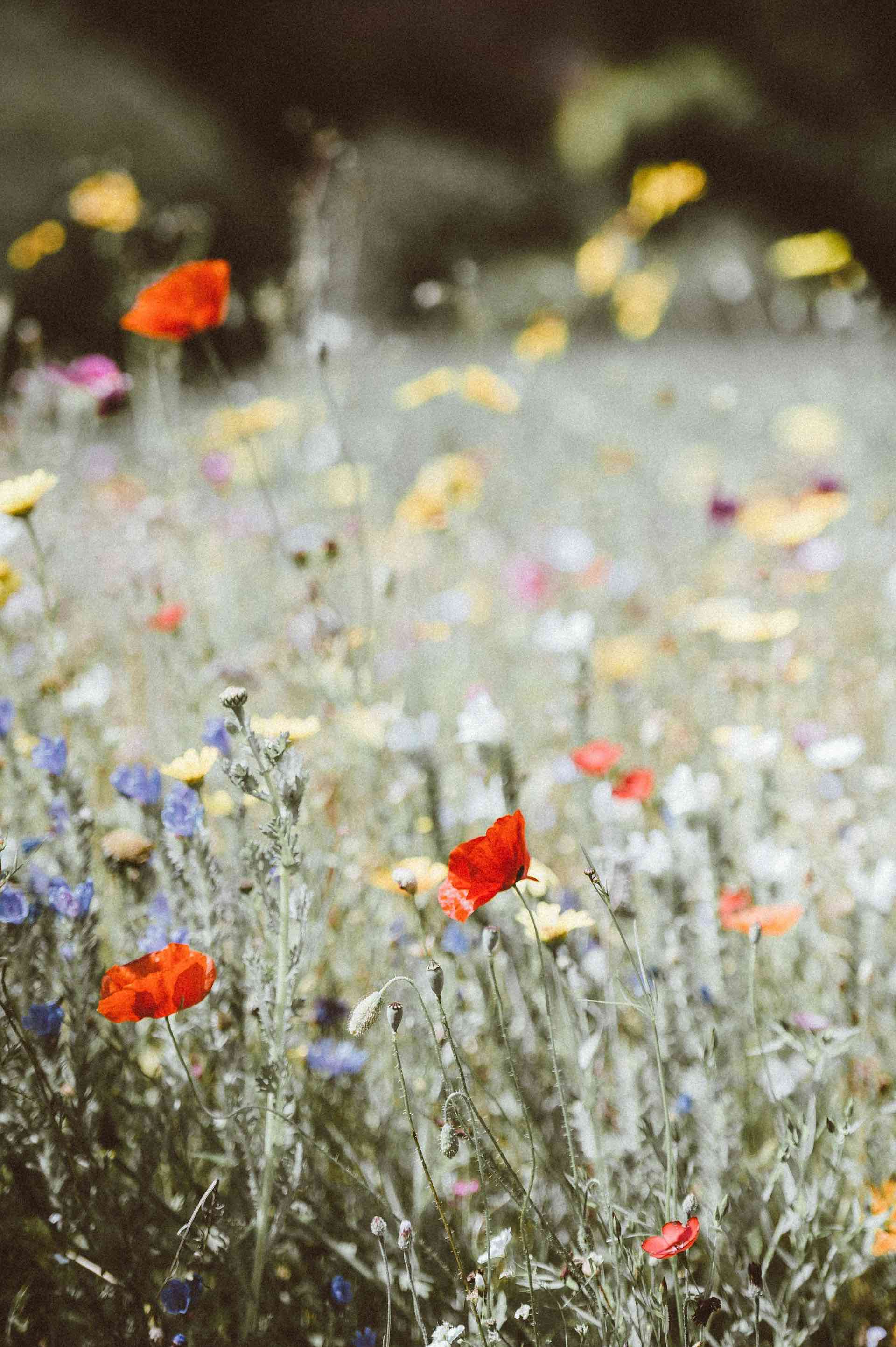 Anxiety & OCD Counselling Support